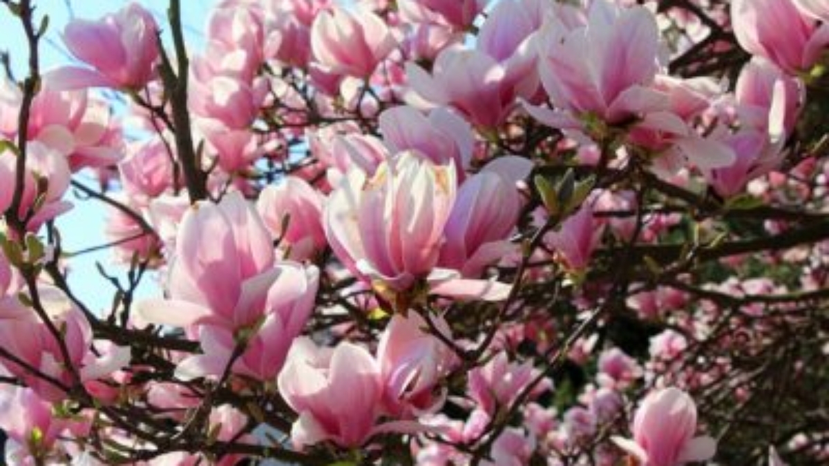 magnolia-3335476_640