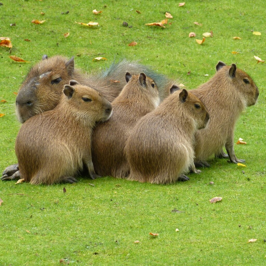 Kapibary na trawie