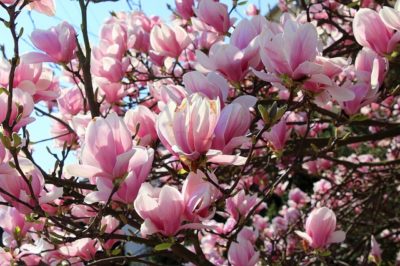 magnolia-3335476_640